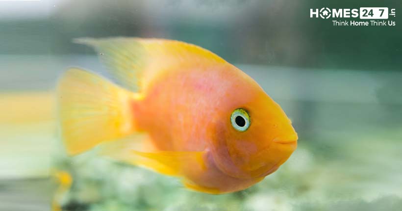 Best Pet Fishes | Homes247.in